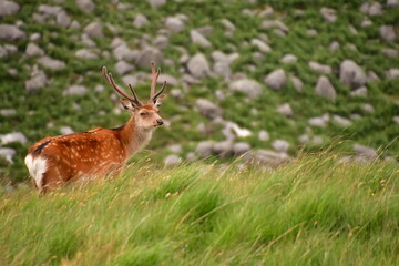 Sika deer in Glendalough National Park