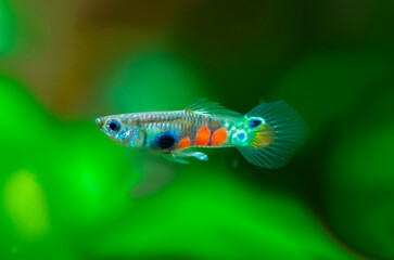 Poecilia reticulata hybrid in aquarium. Guppy Multi Colored Fish in a Tropical Acquarium.Emerald...