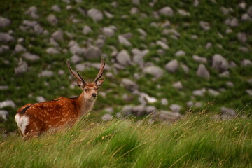 Naklejka na ściany i meble Sika deer in Glendalough National Park