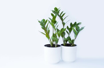 On a white isolated background, a houseplant Zamioculcas in a white flowerpot, beautiful green smooth leaves, space for copying text.  African tree.  Foreground.