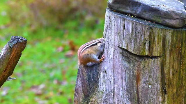 A chipmunk climbs into a hole for birdseed and gets stuck.  Like the hand in a cookie jar, this chipmunk gets stuck when it fills its cheek pouches inside the hole in this log.