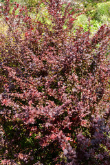 Berberis thunbergii f. atropurpurea ( Purple Japanese Barbary) a spring flowering shrub plant with a yellow springtime flower and red purple leaves in the autumn fall, stock photo image
