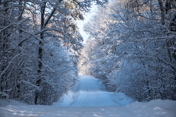 A snowy road through a winter forest