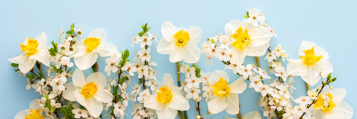 Festive banner with spring flowers, white daffodils and flowering cherry branches on a light blue pastel background