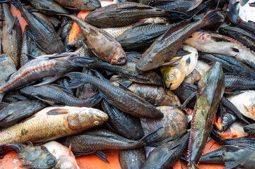 Fototapeta premium ancistrus fishing catch in the rivers of South America