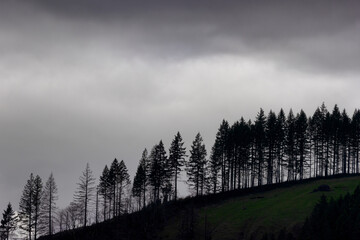 Silhouette of trees lining a hill  in the Cascade Mountain Range, USA