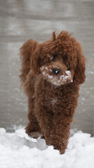 Hund schnee pudel fell pflege Portrait locken winter kälte wind draußen spaziergang kalt wetter ...