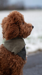 Halstuch profil hund schnee pudel fell pflege Portrait locken winter kälte wind draußen spaziergang kalt wetter schneeflocken eis