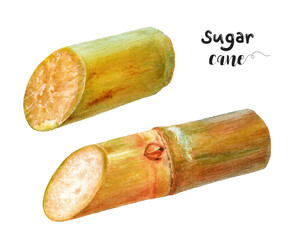 Watercolor illustration of sugar cane close up. Design template for packaging, menu, postcards.