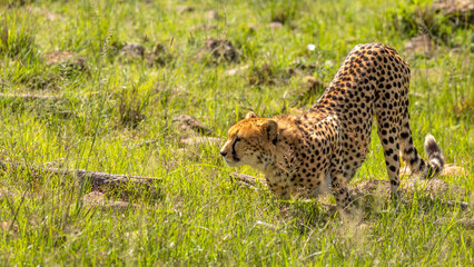 A female cheetah ( Acinonyx Jubatus) drinking water, Mara Naboisho Conservancy, Kenya.