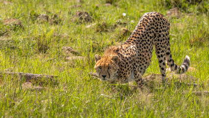 A female cheetah ( Acinonyx Jubatus) drinking water, Mara Naboisho Conservancy, Kenya.