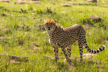 A female cheetah ( Acinonyx Jubatus) looking at the camera, Mara Naboisho Conservancy, Kenya.