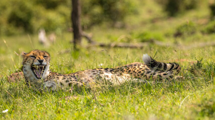 A female cheetah ( Acinonyx Jubatus) yawning, Mara Naboisho Conservancy, Kenya.