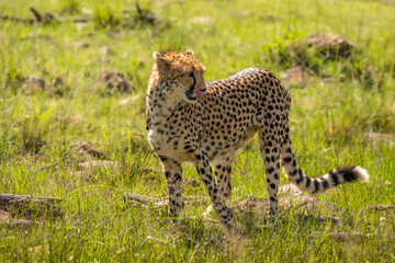 A female cheetah ( Acinonyx Jubatus) wondering around, Mara Naboisho Conservancy, Kenya.