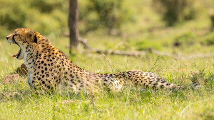 A female cheetah ( Acinonyx Jubatus) yawning, Mara Naboisho Conservancy, Kenya.