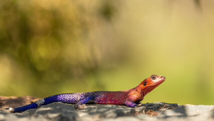 Common, rainbow or red-headed rock agama (Agama agama) male, Mara Naboisho Conservancy, Kenya.