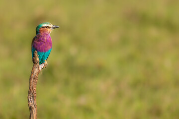 Lilac-breasted roller (Coracias caudatus) with a colorful plumage, Mara Naboisho Conservancy, Kenya.