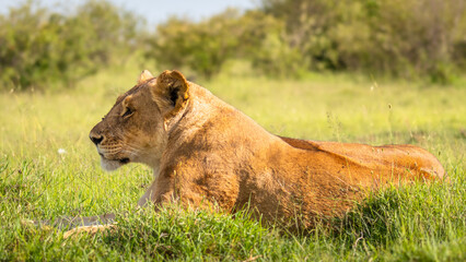 Lioness ( Panthera Leo Leo) resting, Mara Naboisho Conservancy, Kenya.