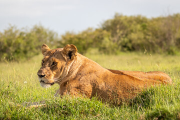 Lioness ( Panthera Leo Leo) resting, Mara Naboisho Conservancy, Kenya.