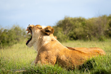 Lioness ( Panthera Leo Leo) yawning, Mara Naboisho Conservancy, Kenya.
