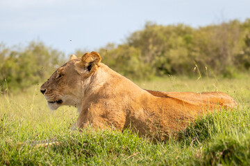 Lioness ( Panthera Leo Leo) resting, Mara Naboisho Conservancy, Kenya.