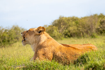 Lioness ( Panthera Leo Leo) yawning, Mara Naboisho Conservancy, Kenya.