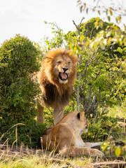 Naklejka na ściany i meble Male lion and lioness ( Panthera Leo Leo) having an argument, Mara Naboisho Conservancy, Kenya.