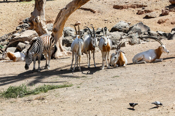Antilopen, Säbelantilopen und Zebras, Steppenzebras in einer kleinen Herde ruhen unter einem Baum