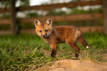 Red Fox cub close up