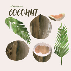 Coconut fruit and leaves watercolor vector illustration set. Painterly watercolor texture and ink drawing elements. Hand drawn and hand painted.