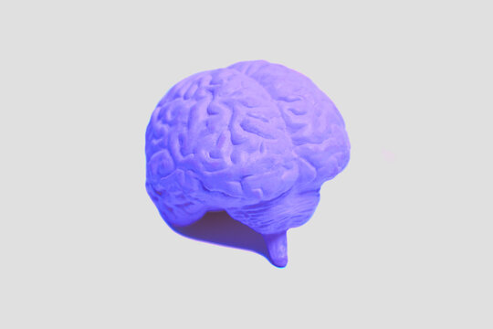 Human brain anatomical model closeup.