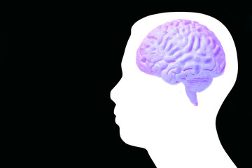 Medical acupuncture model of human with brain anatomical model