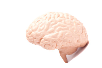 Human brain anatomical model closeup.