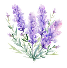 lavender flowers watercolor illustration, isolated