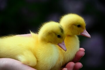 Two cute yellow baby chicks held in girl's hands