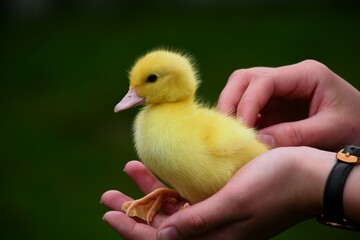 One cute baby baby chick held in girl's hands