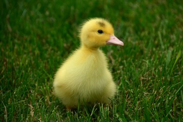 Close up of cute yellow baby chick in the grass
