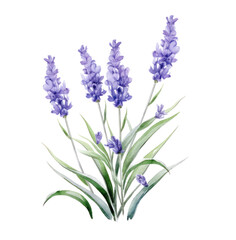 lavender flowers watercolor illustration, isolated