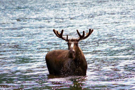 Male moose bathing, Chitina, Alaska, United States