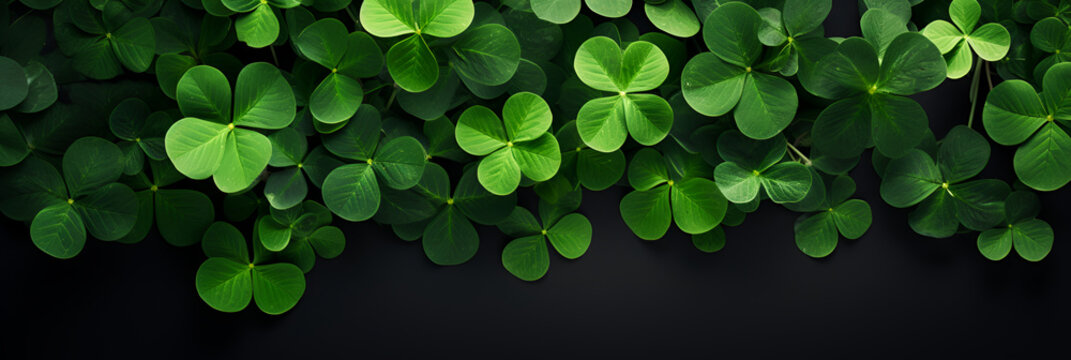 clover, green. beautiful background. Top view of a quatrefoil clover. A symbol of good luck. banner 
