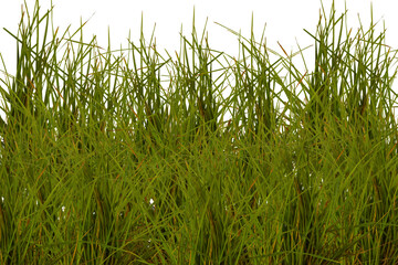 green grass transparent background PNG