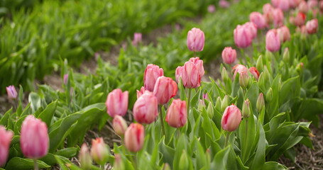 Tulips Plantation in Netherlands Agriculture