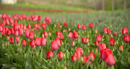 Tulips Plantation in Netherlands Agriculture