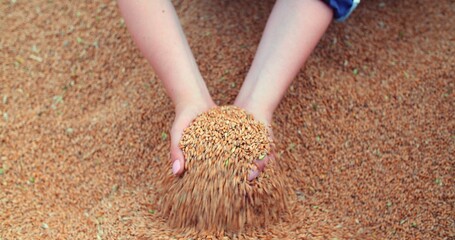 farmer examining wheat grains in hands