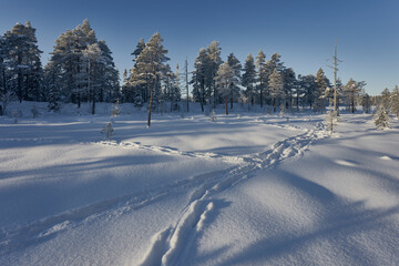 Tracks of moose by the Storkoltjernet Lake, part of the Totenaasen Hills, Norway, in winter.