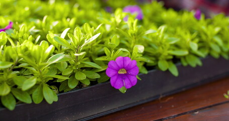 Agriculture - plant seedlings in greenhouse