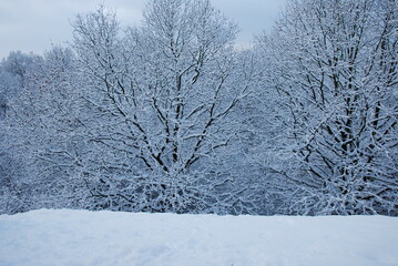Winter, Kalt, Schnee, Baum