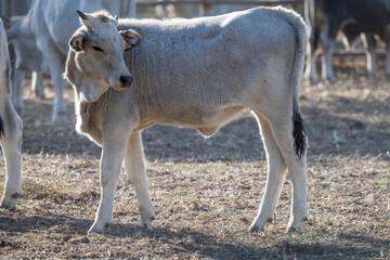 young Maremma bull looking rear in paddock, Italy