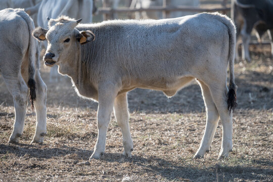 young Maremma bull standing in paddock, Italy