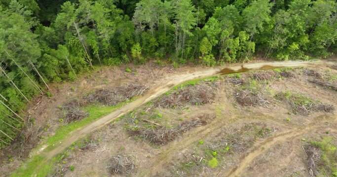 Deforested woods with cut down trees in North Carolina Appalachian forest. Wild woodland at risk of human destruction